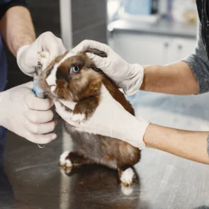 Curso de Laparoscopia Básica en Pequeños Animales