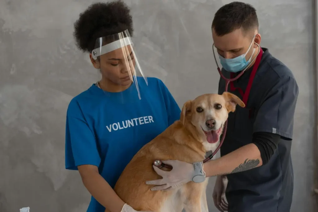 Curso de Urolitiasis Canina y Felina Diagnóstico, Dieta e Intervención 2