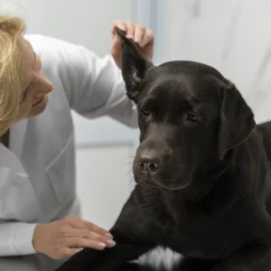 Curso sobre Otitis Crónica Refractaria Vídeo-Otoscopia y Cirugía en Veterinaria 1
