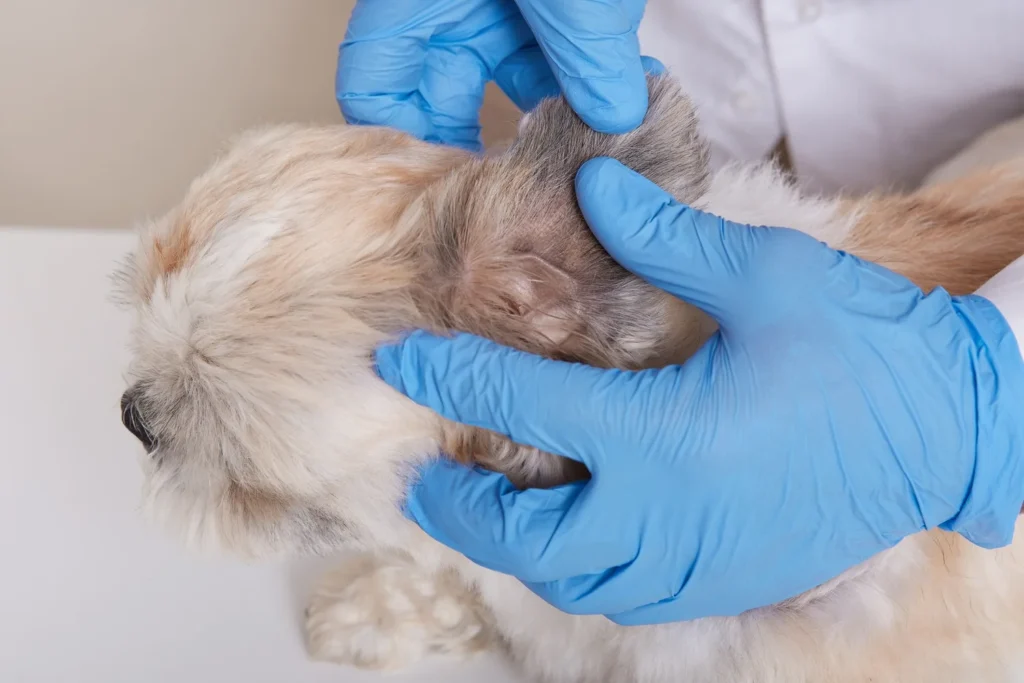 Curso sobre Otitis Crónica Refractaria Vídeo-Otoscopia y Cirugía en Veterinaria 2
