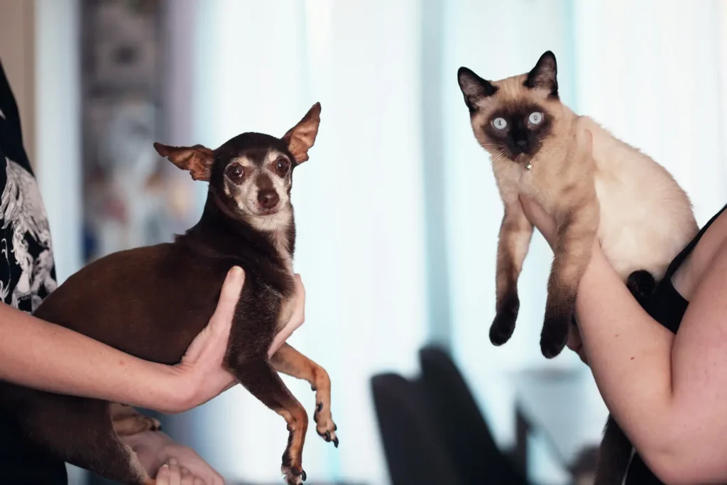 Diplomado en Dermatología Clínica y Otología en Pequeños Animales 2