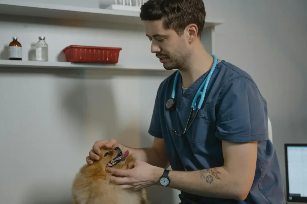 Maestría en Nutrición Clínica y Gestión de Peso en Pequeños Animales 1