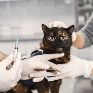 Maestría en Cirugía de Tejidos Blandos y Anestesia en Veterinaria