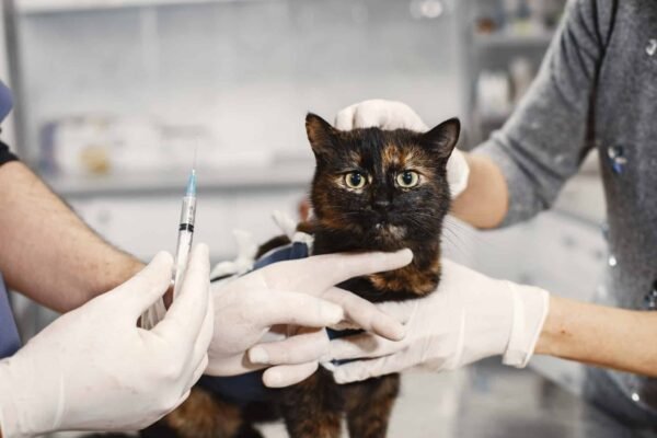Maestría en Cirugía de Tejidos Blandos y Anestesia en Veterinaria