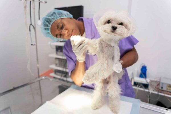 Maestría en Dermatología y Alergología Veterinaria
