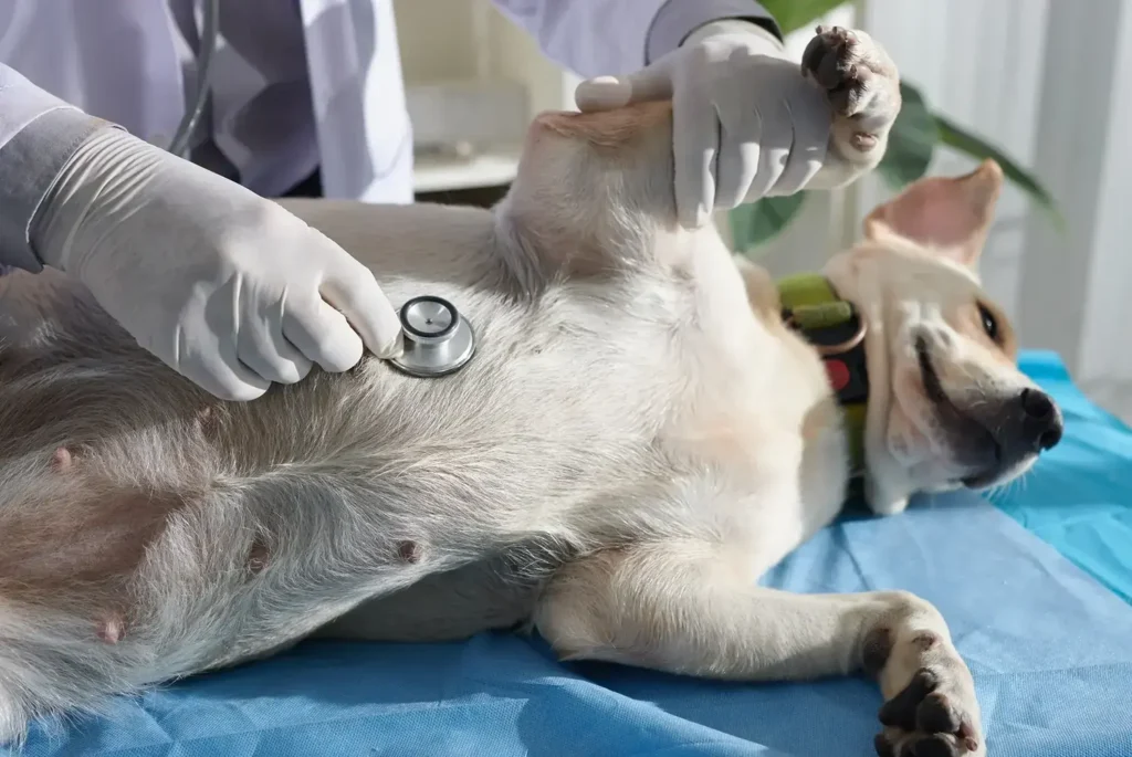Maestría-en-Cirugia-de-Tejidos-Blandos-y-Anestesia-en-Veterinaria-2