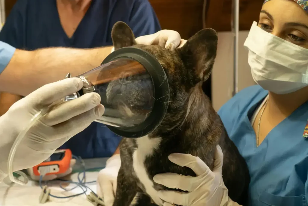 Maestría en Dermatología y Alergología Veterinaria 2