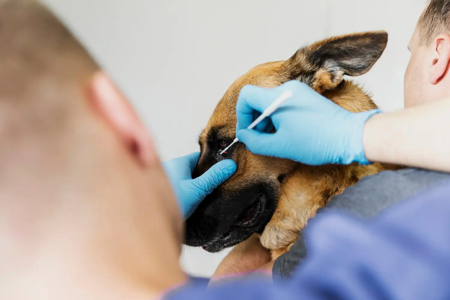 Diplomado en Anestesia en Pequeños Animales