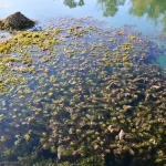 Curso-de-Monitoreo-y-Muestreo-de-Microplasticos-en-Ecosistemas-Acuaticos-1