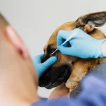Diplomado en Anestesia en Pequeños Animales 1