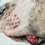 Maestría en Dermatología y Alergología Veterinaria 1