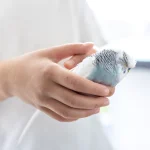 Maestría en Diagnóstico por Imagen en Pequeños Animales 1
