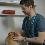 Maestría en Nutrición Clínica y Gestión de Peso en Pequeños Animales 1
