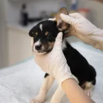 Urgencias-Veterinarias-2-scaled-1.webp