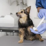 Urgencias-Veterinarias-3-scaled-1.webp